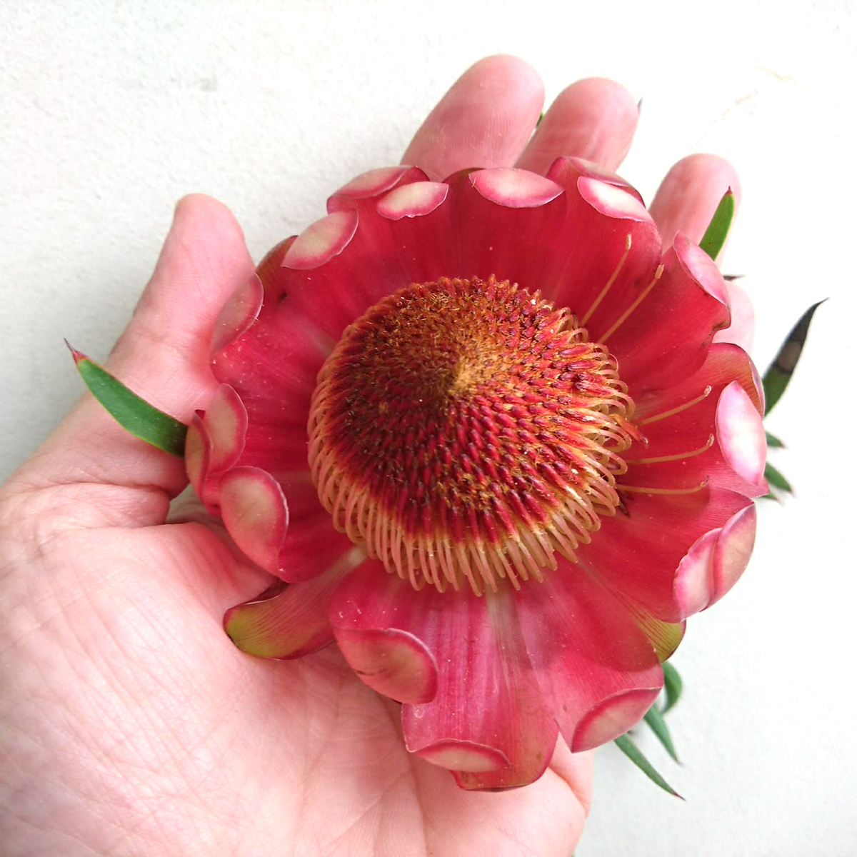 プロテアサルフレア　7号　希少　大株 プロテア サルフレア | MELLOW Plants & Coffee