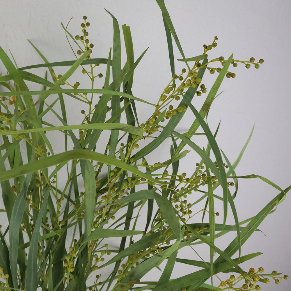 08直前f ユーカリ ニッコリー 束 イタリア産 通販 はなどんやアソシエ 08直前f ユーカリ ニッコリー 束 イタリア産 通販 はなどんやアソシエ