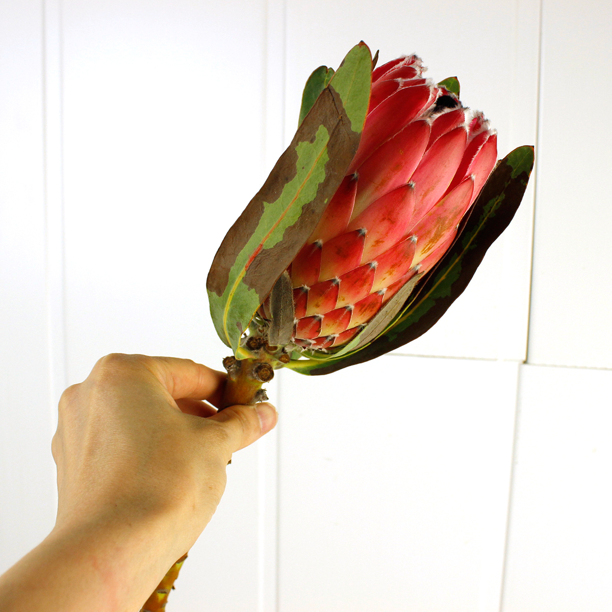 生花 初入荷 プロテア シーラ 40cm 南アフリカ産 Otsk 通販 はなどんやアソシエ 生花 初入荷 プロテア シーラ 40cm 南アフリカ産 Otsk 通販 はなどんやアソシエ