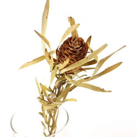 【ドライ】J・flow/リューカデンドロ　コニフォリウム(大きめ)束3〜5本【L1-11】