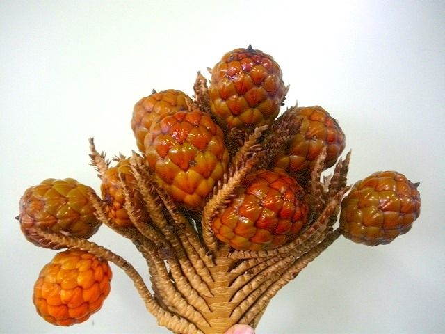 ITA1208-05】希少入荷!ラフィアの実 茶 モーリシャス産 - 花材通販は  