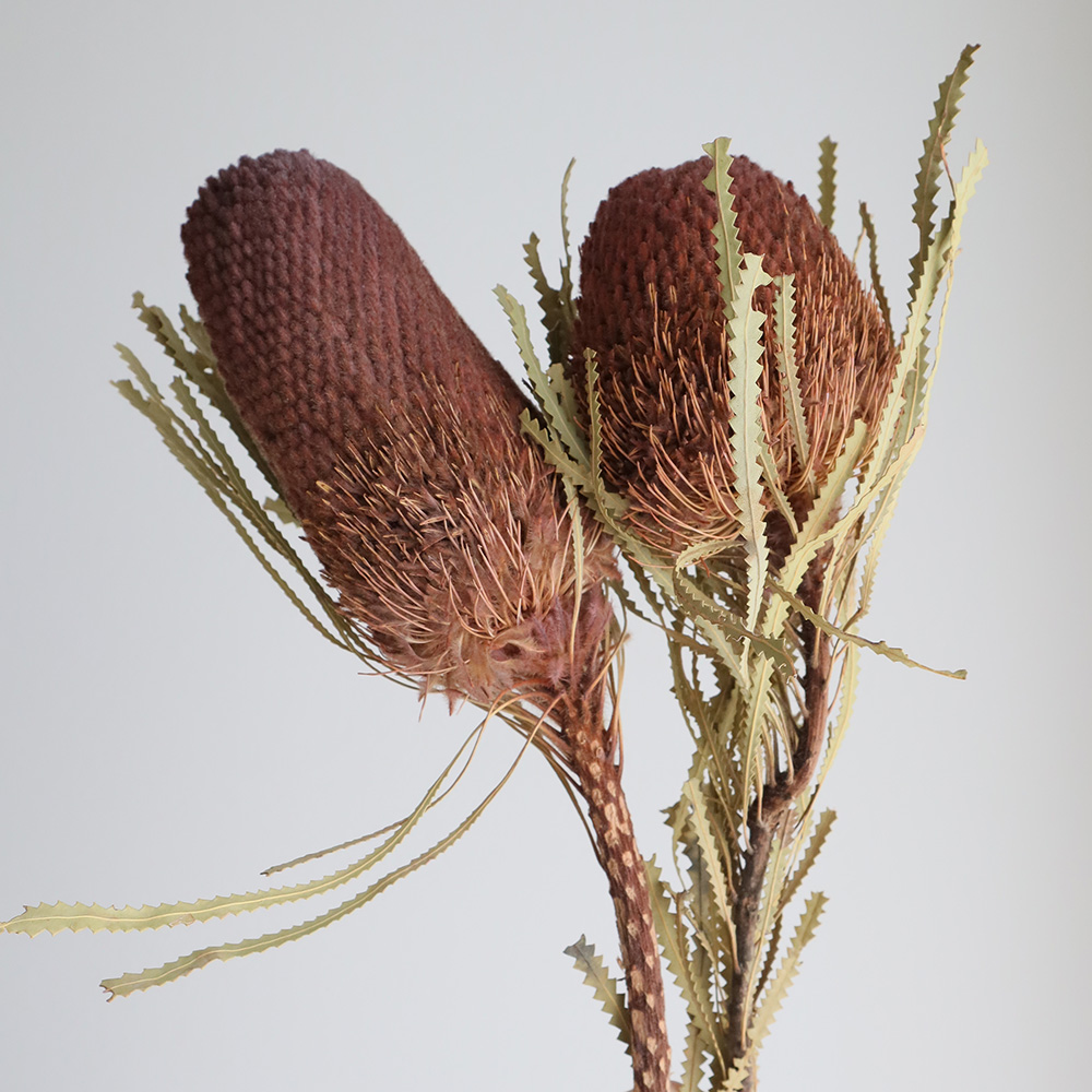 即日☆【ドライ】J・flow/バンクシア 染ブラウン - 花材通販はなどんや