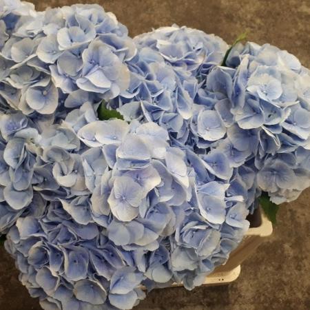 輸入アジサイ　切り花 直前】輸入アジサイ(ライトグリーン) モジートorアップルグリーン 【OR