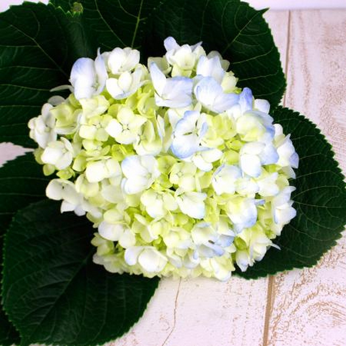 輸入アジサイ　切り花 生花】輸入アジサイ パープル - 花材通販はなどんやアソシエ