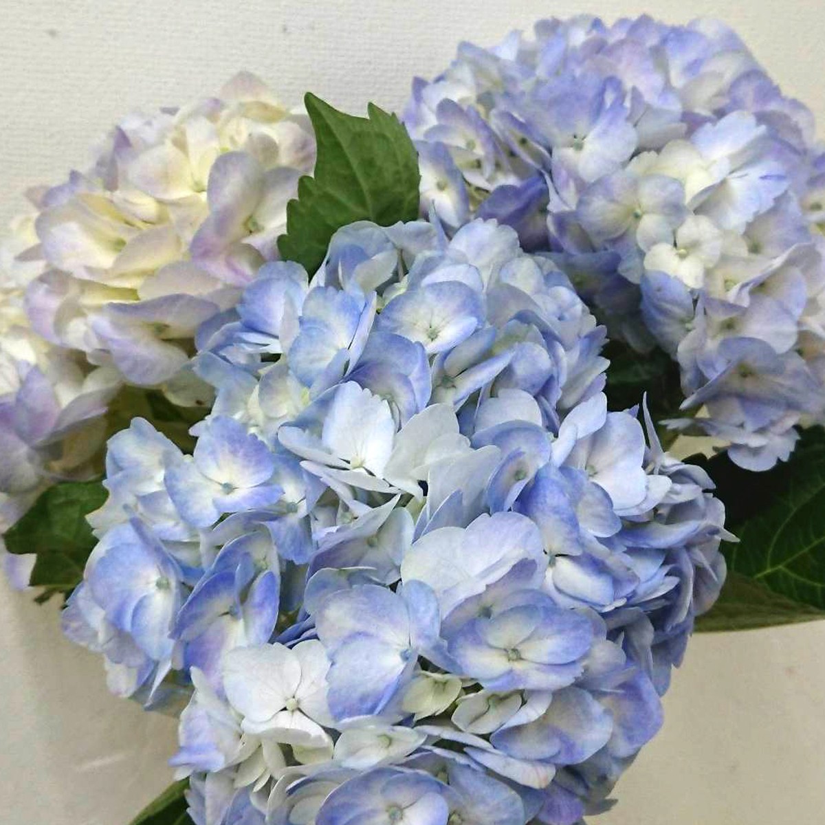 生花】輸入アジサイ[ライトブルー系] - 花材通販はなどんやアソシエ