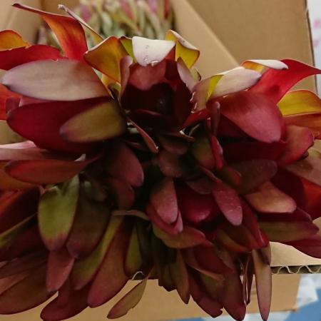 【生花】リューカデンドロ　レッドジェム　50cm 南アフリカ産 【OTSK】