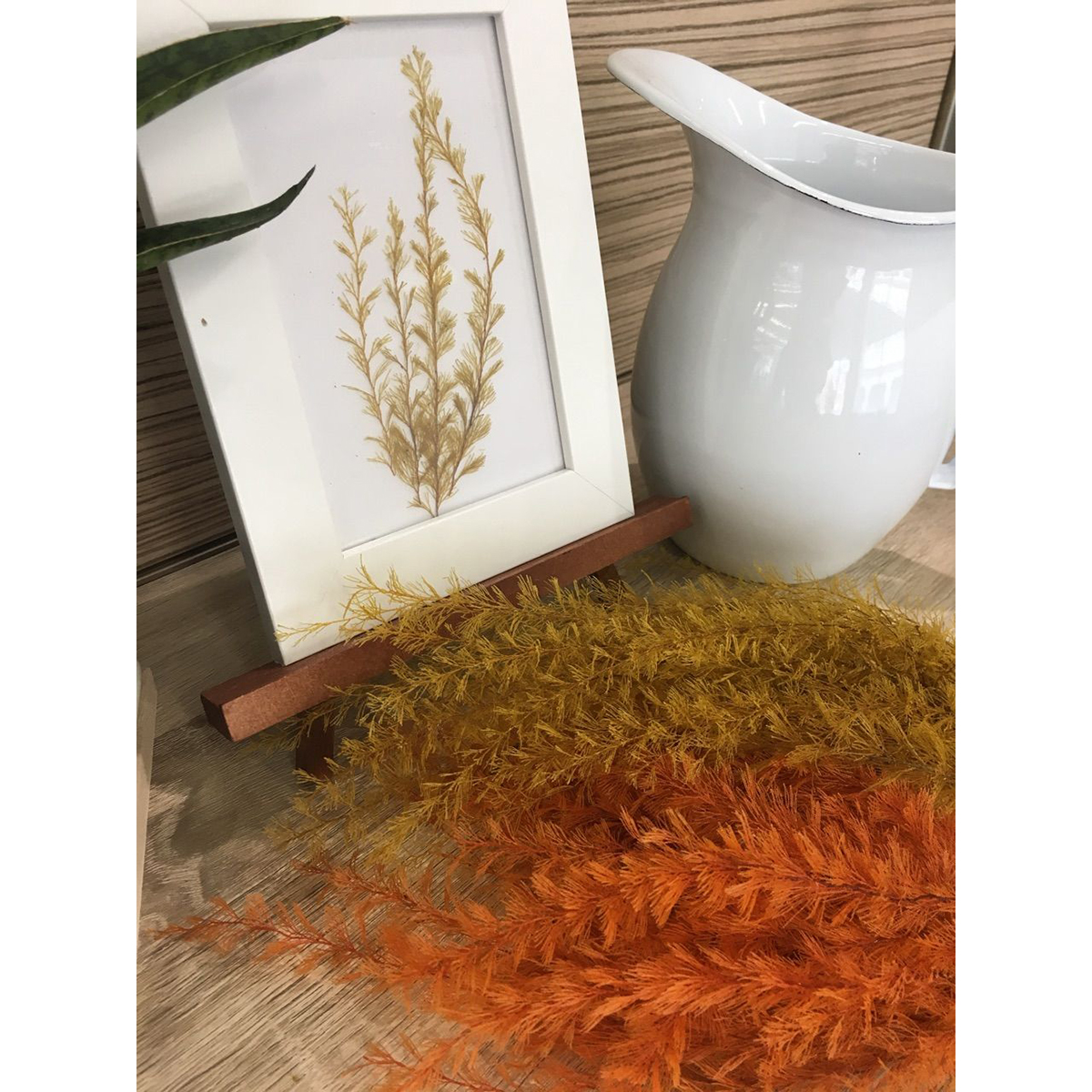 琉球*海花のたね カラフル エアファーン 2024 琉球*海花のたね