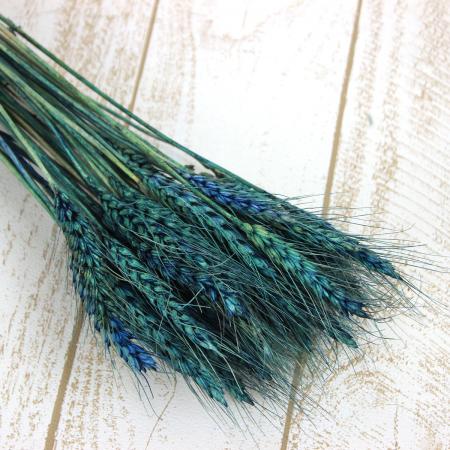 【ドライ】J・flow/六条大麦　染め・ブルー