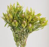 生花】リューカデンドロ ピサ スプレー 南アフリカ 50cm【OR-83】早