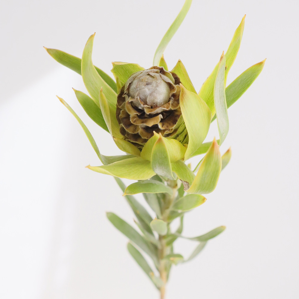 【SALE】リューカデンドロン⋆︎*シックなハーフリース♪ミモザ蕾⑅︎ SALE】リューカデンドロン⋆︎*シックなハーフリース♪ミモザ蕾⑅︎ リース