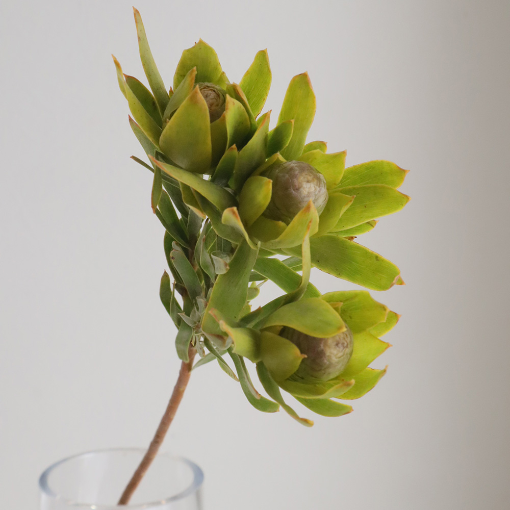 生花】リューカデンドロ ピサ スプレー 南アフリカ 50cm【OR-83】早