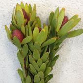 生花】リューカデンドロン アヨーバスカイ 60cm - 花材通販はなどんや