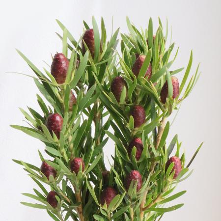 【生花】リューカデンドロン レッドタグ　60cm　【OR-83】※月曜入荷少・早締切