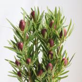 生花】リューカデンドロン レッドタグ 60cm 【OR-83】※月曜入荷少・早