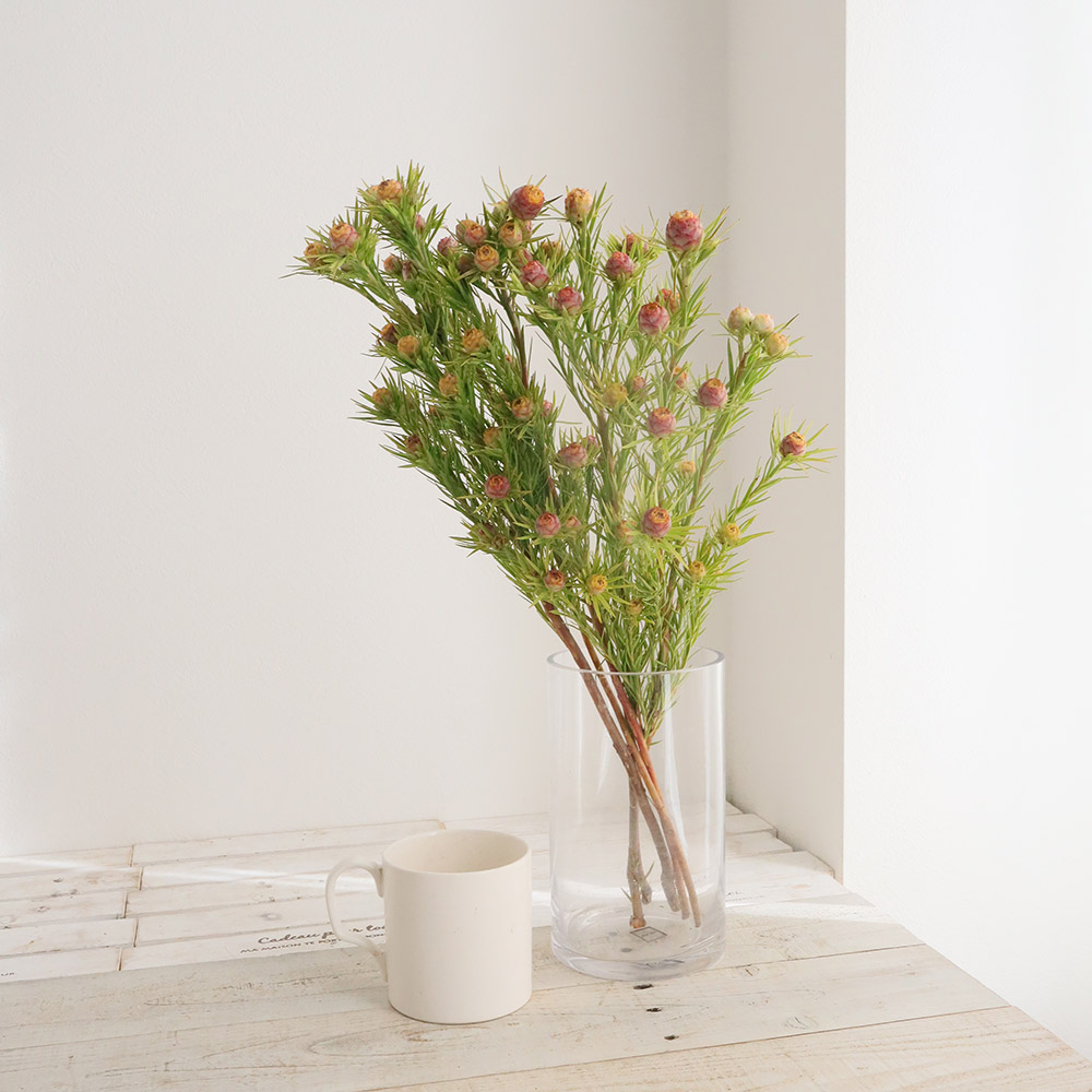 生花】リューカデンドロ ゼッティ(小実・スプレー) 50cm - 花材通販は