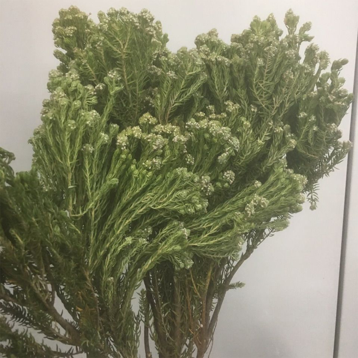 生花】フィリカ ピネア 50cm 南アフリカ産 【OR-83】 - 花材通販はなど