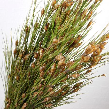 【生花】 よし(あし)ベルリード　70cm　南アフリカ産