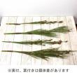 【生花】 よし(あし)ベルリード　70cm　南アフリカ産