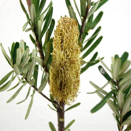 【直前08】バンクシア　マルギナータ 70cm オーストラリア産　【OTOT】 初入荷!