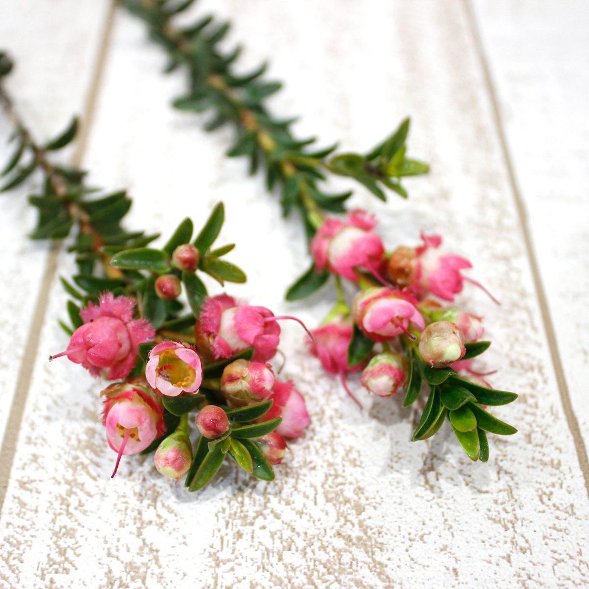 直前 ワックスフラワー レイ ピンク 通販 はなどんやアソシエ