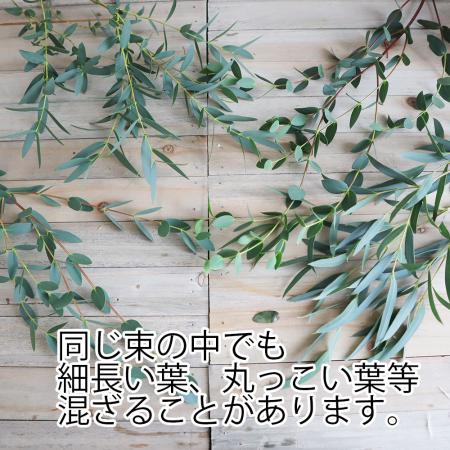 【直前!】グニユーカリ　細葉　【生花】
