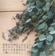 【直前!】グニユーカリ　細葉　【生花】