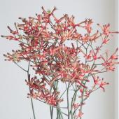 ※販売期間外※【生花】国産カンガルーポー  エアーズロック（複色系） Mサイズ60cm程度 　【OT】伊豆太陽ほか