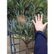 【08直前!】バンクシア　ボーエリ　★稀少!!初入荷