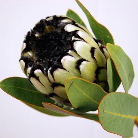 【生花】プロテア スノーレパード(白)40c 南アフリカ産【OTOT】