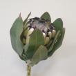 【生花】プロテア スノーレパード(白)40c 南アフリカ産【OTOT】