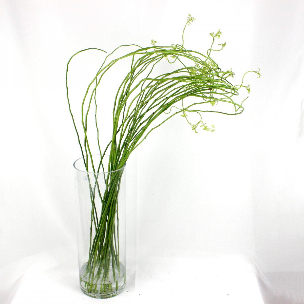 生花】ROSA SMERALDA GREEN SHOW(バラの枝) - 花材通販はなどんやアソシエ