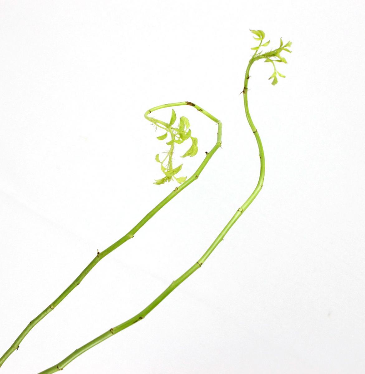 生花】ROSA SMERALDA GREEN SHOW(バラの枝) - 花材通販はなどんやアソシエ