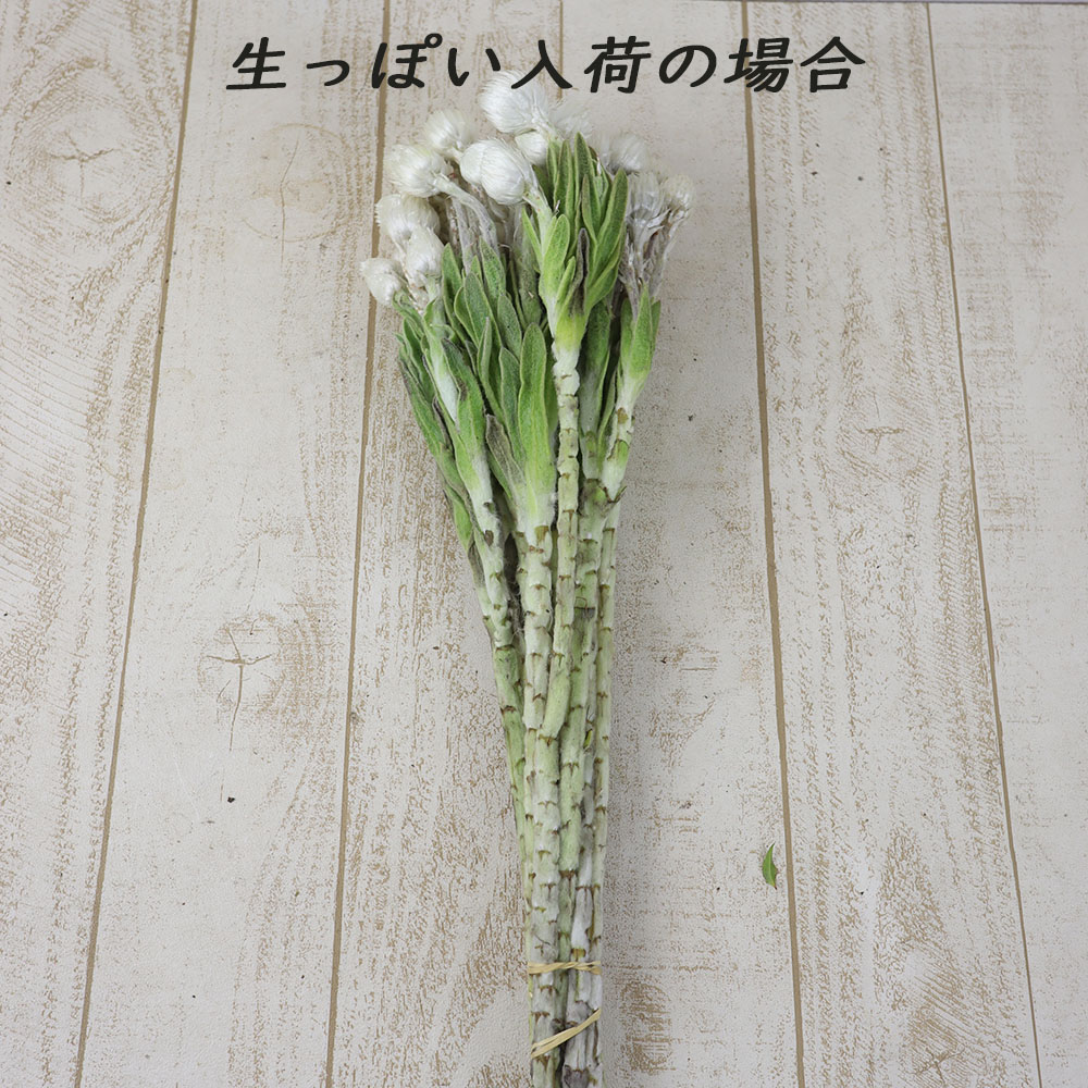 直前 シンカルファ ケープスノーエバーラスティング ほぼドライの入荷になります 生花 通販 はなどんやアソシエ 直前 シンカルファ ケープスノーエバーラスティング ほぼドライの入荷になります 生花 通販 はなどんやアソシエ