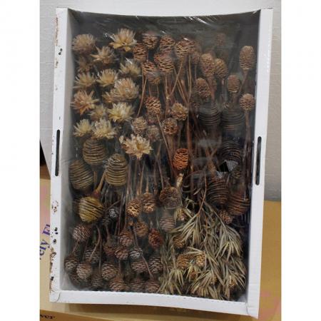 【ドライ】J・flow/リューカデンドロ ナチュラル アソートミックス【XX】