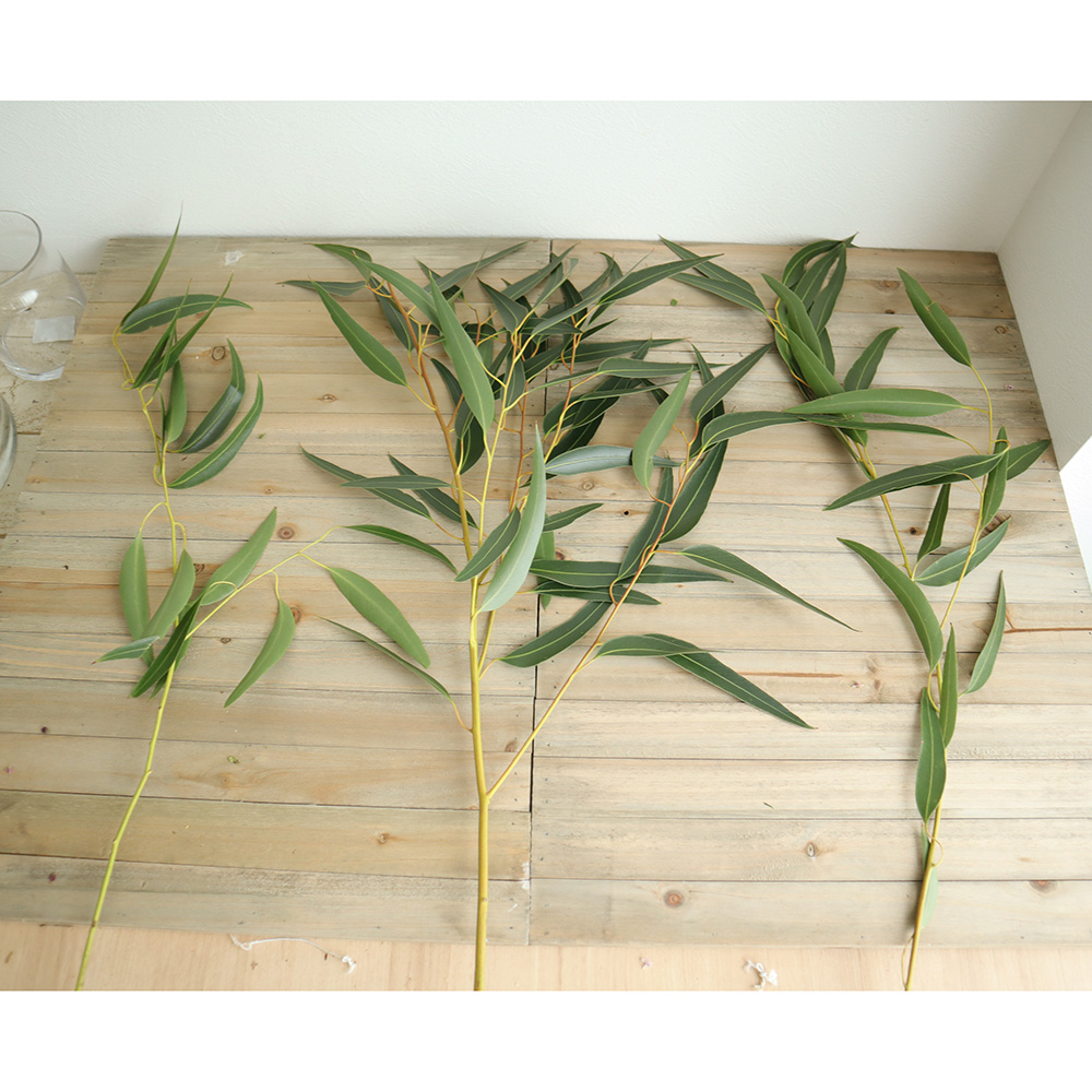 生花 ユーカリ ロングリーフ 60cm Or 通販 はなどんやアソシエ 生花 ユーカリ ロングリーフ 60cm Or 通販 はなどんやアソシエ