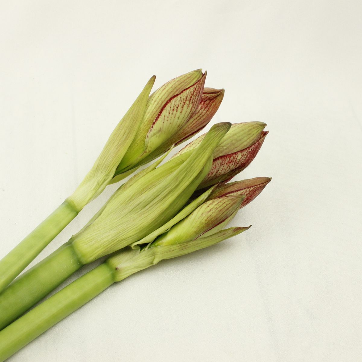 08直前 アマリリス 複色系 品種おまかせ Fj 通販 はなどんやアソシエ 08直前 アマリリス 複色系 品種おまかせ Fj 通販 はなどんやアソシエ