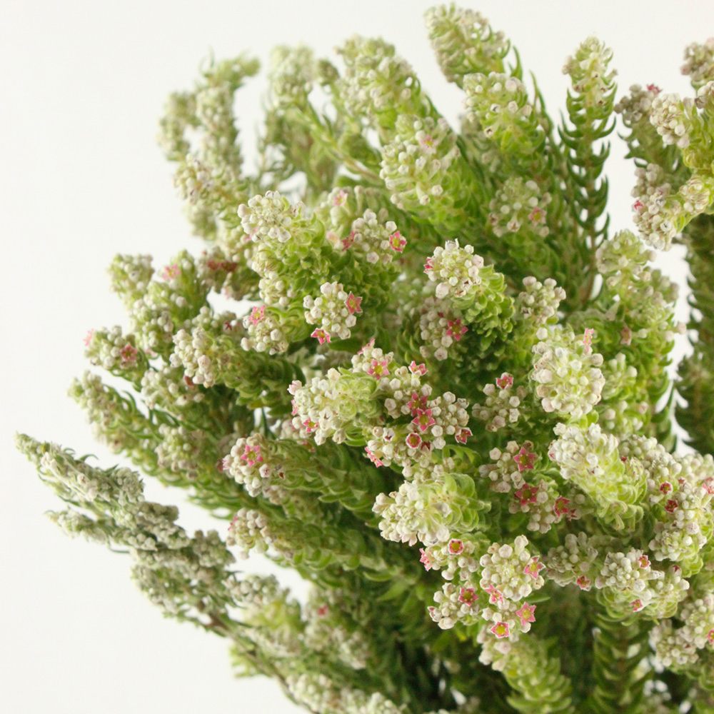生花】フィリカ ホワイト(ピネア) 50cm〜 南アフリカ産 - 花材通販は