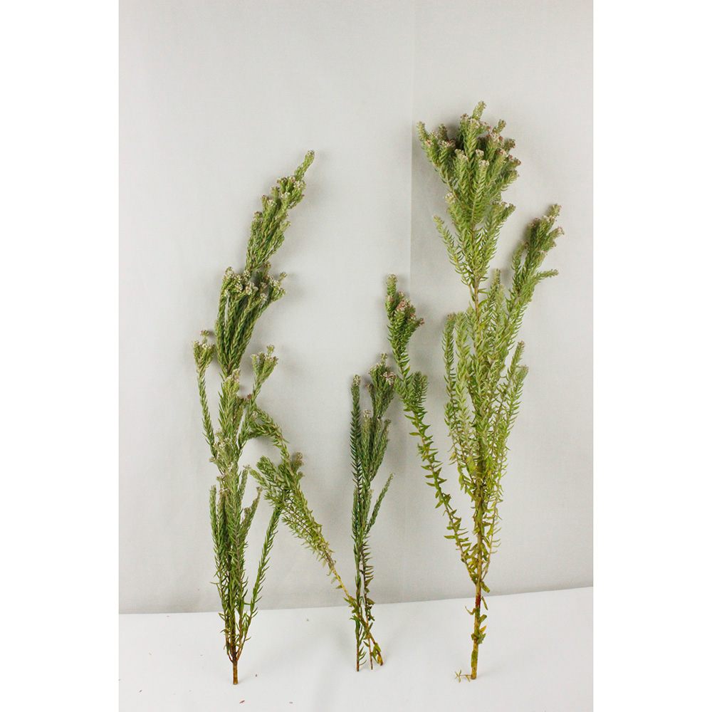 生花】フィリカ ホワイト(ピネア) 50cm〜 南アフリカ産 - 花材通販は