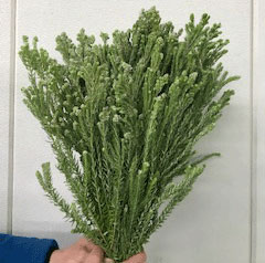 生花】フィリカ ホワイト(ピネア) 50cm〜 南アフリカ産 - 花材通販は