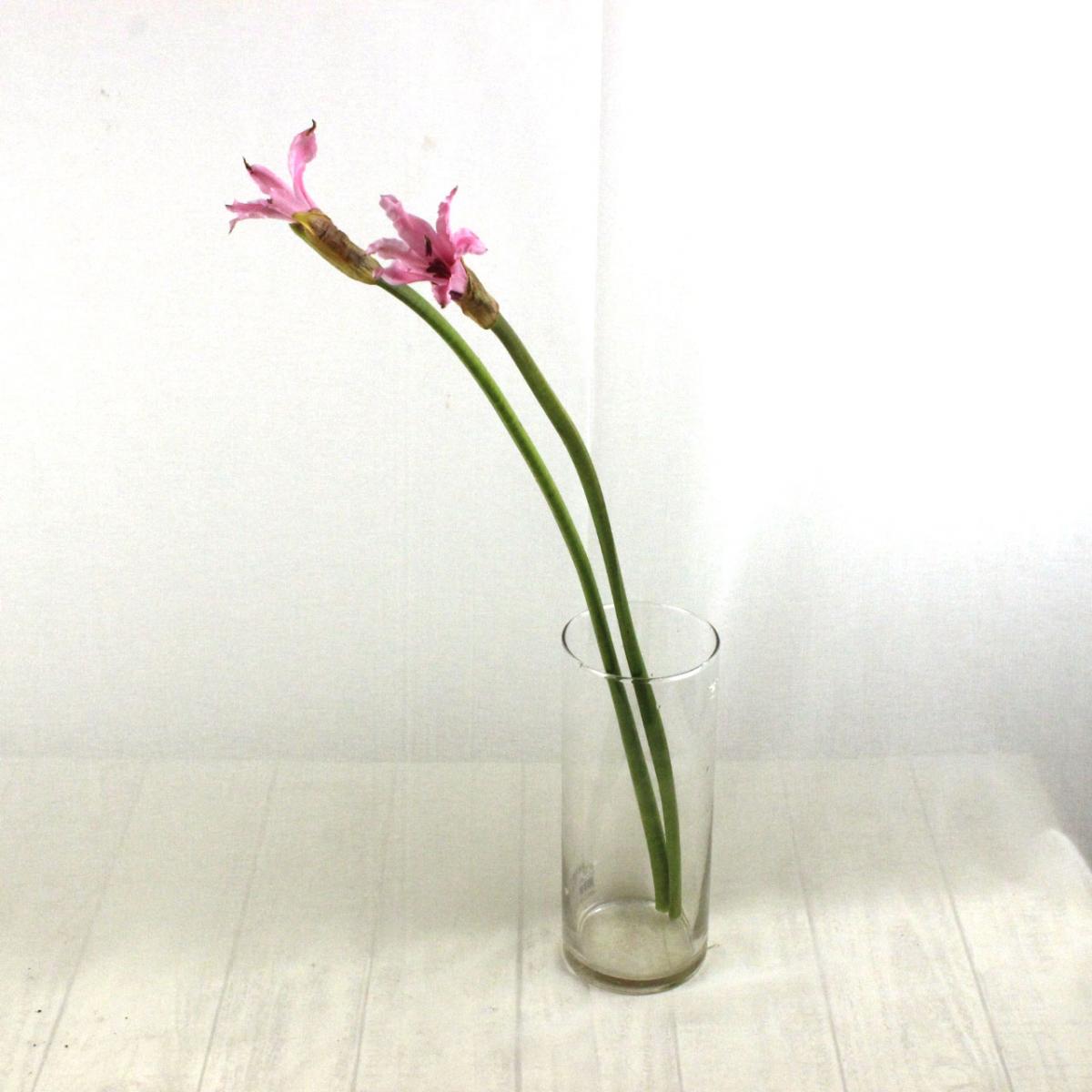 直前 初入荷 アメリネス エマニュエル 淡いピンク アマリリスとネリネの交配種 エクアドル産 生花 通販 はなどんやアソシエ 直前 初入荷 アメリネス エマニュエル 淡いピンク アマリリスとネリネの交配種 エクアドル産 生花 通販 はなどんやアソシエ