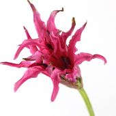 生花】アメリネス ミネルバ(濃いピンク)※アマリリスとネリネの交配種
