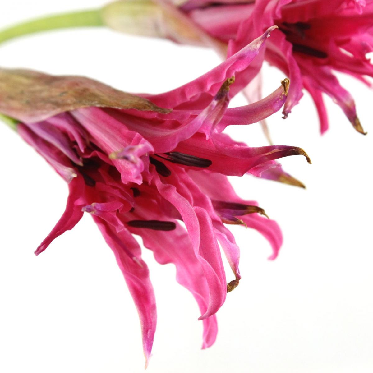 生花】アメリネス ミネルバ(濃いピンク)※アマリリスとネリネの