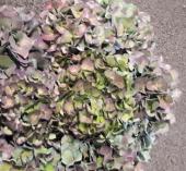 ん 輸入あじさい ピカソ&カシミール ん 輸入あじさい ピカソ&カシミール 2025年最新】カシミール