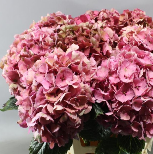 ２０２０年世界限定　16 / 100 紫陽花シルクスクリーン　額装　即決品 楽天市場】あじさい アジサイ 紫陽花（版画｜絵画）：アート