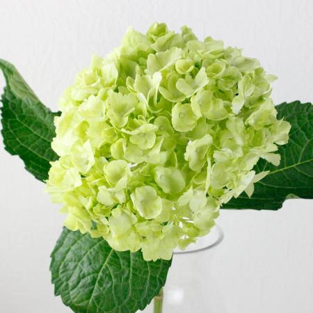 特価☆【直前!!】輸入アジサイ(グリーン系)アップルグリーンなど【生花】