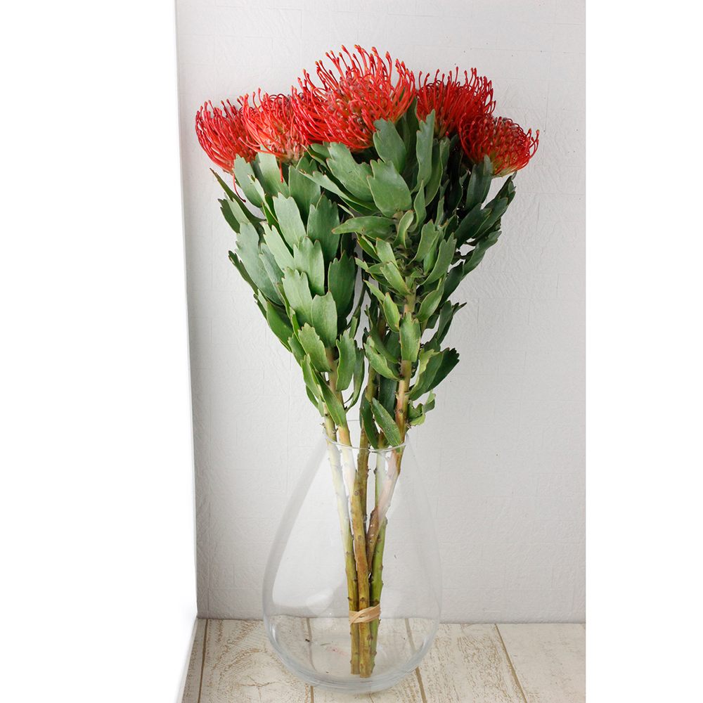 生花 ピンクッション アヨバレッド 50cm Or 通販 はなどんやアソシエ 生花 ピンクッション アヨバレッド 50cm Or 通販 はなどんやアソシエ