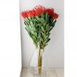 【生花】ピンクッション アヨバレッド 40cm 【OR-83】※月曜入荷少