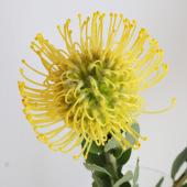 生花】ピンクッション スーパーゴールド(黄) 50cm 【OR-83