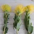 【生花】ピンクッション　スーパーゴールド(黄)　50cm 【OR-83】※月曜入荷少