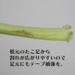 【生花/予約】アマリリス(複色系おまかせ)アンビアンス、カリスマなど【FJ】■年末届12/19-27